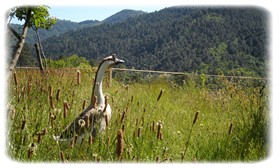 les animaux d la ferme dans le gard