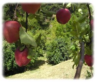 jardin cevenne