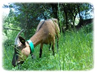 chevres chambres d'hotes cevennes